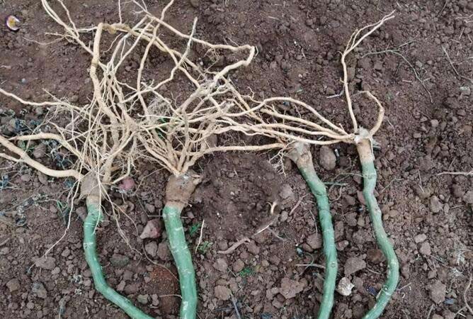 無紡布育苗袋對幼苗生長的影響